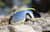 Image of Zunnies - Wrap-Around Visor Sunglasses thumbnail