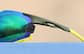 Image of Zunnies - Wrap-Around Visor Sunglasses thumbnail