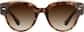 Front view of Dare to Be Glasses 1166425 in Tortoiseshell thumbnail