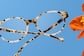 Image of Round Glasses thumbnail