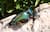 Image of Half-Rim Sunglasses thumbnail