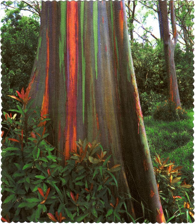 Pattern Lens Cleaning Cloth A60113724 Zenni Optical