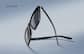 Image of Cat-eye Sunglasses thumbnail