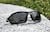 Image of Floating Sunglasses thumbnail