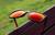Image of Square Sports Sunglasses thumbnail