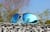 Image of Oval Sunglasses thumbnail